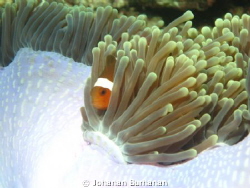 This Photo was taken in Bengalon Reef Nov 2010, East Kali... by Johanan Burhanan 